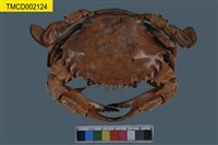 藏品(日本蟳)的圖片